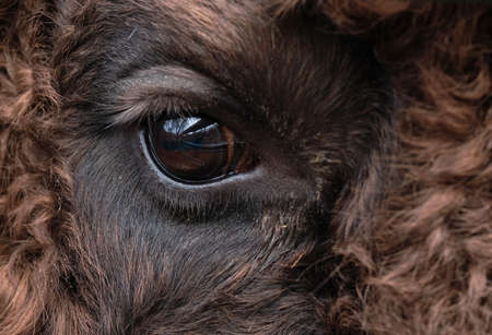 Close-up of bison's eye. Wild bison (Bison bonasus) in Prioksko-Terrasny nature reserve.の写真素材
