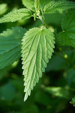 Close-up of beautiful nettle leaf against backdrop of setting sun. nettle stalk.
