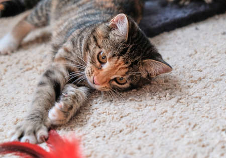 Colored kitten lies and plays on beige carpet with favorite red toy. Plays at home.の写真素材