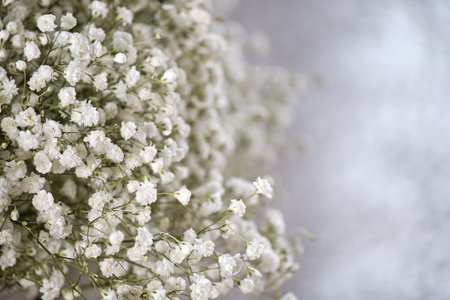 Small white flowers on white soft backgroundの写真素材