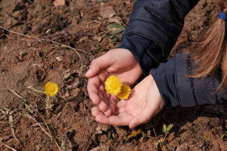 Childs hand holds yellow flower on background of dry earth.