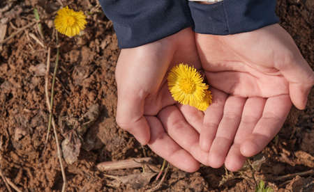 Child's hand holds yellow flower on background of dry earth.