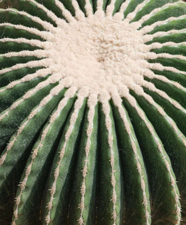 Macro texture of cactus without thorns in tenno green color. Background, soft focus.