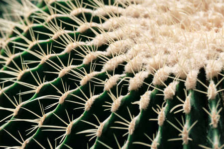 Macro texture of cactus without thorns in tenno green color. Background, soft focus.の写真素材