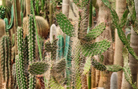 Group of various, large, elongated, tall cacti and succulents. desert plants.