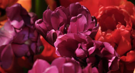 Banner. Tulips are pink, bright purple and red-orange hues on blurred backgroun, closeup, clouse up.の写真素材