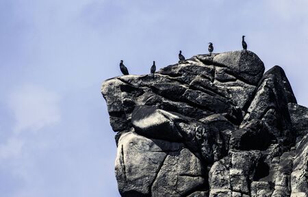 Cormorants (Phalacrocorax carbo) on a rocky outcrop on Tresco, Scilly Isles.の写真素材