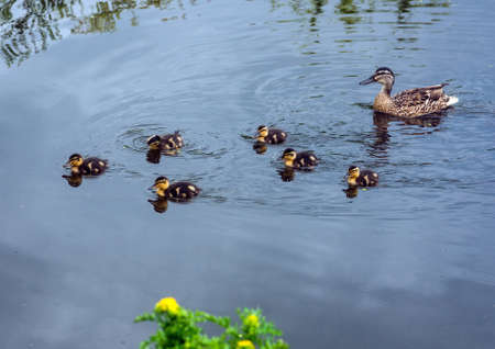 A family of ducks on the Leeds - Liverpool canal at Red Rock near Wigan, Lancashire, UK.の写真素材