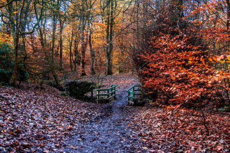 Autumn Colors at Astley Woods near Chorley, Lancashire.の写真素材