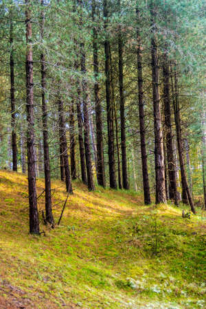 Ainsdale Nature Reserve near Southport, UK.の写真素材