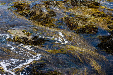 Sea weed and water making an abstract pattern in Bryher, Scilly Isles, UK.の写真素材