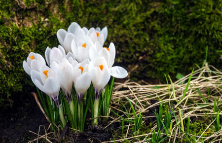 Crocuses bloom in a local park in early spring.の写真素材