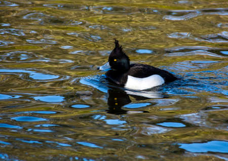 Tufted duck or Golden Eye, is the most widespread diving duck in UK.の写真素材