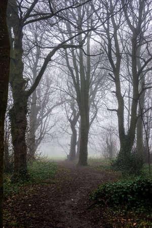Mist in a local woodlandの写真素材