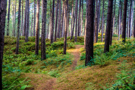 Pine trees in Ainsdale Nature Reserve near Southport, Merseyside.の写真素材