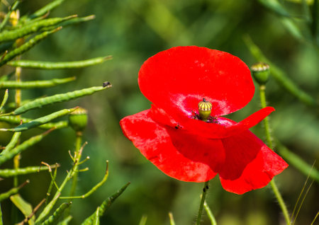 A wayside poppy flourishes in the Lancashire countryside.の写真素材