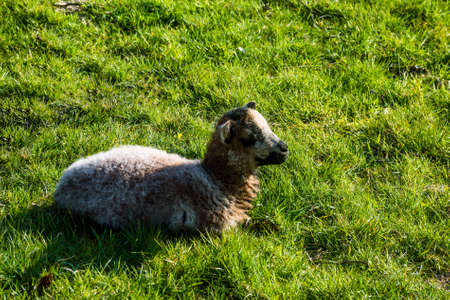 A lamb relaxes in the spring sunshine near Grasmere, Cumbria, UK.