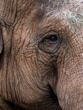 A captive elephant keeps an open eye to his surrondings.の写真素材
