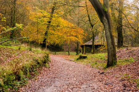 A path leading through Sunnyhurst Wood. The Bandstand can be seen on the right.