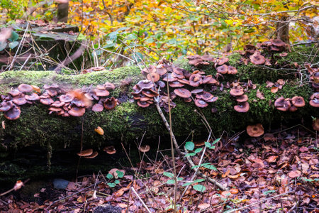 Mushrooms growing on a fallen tree.の写真素材