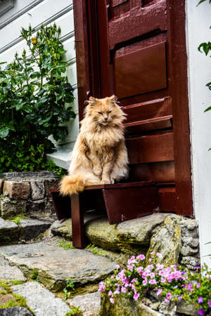 A cat awaits his owner at his house in Stavanger, Norway.の写真素材