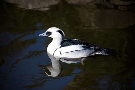 The Smew is a small compact diving duck with a delicate bill. Pictured here in a Lancashire nature reserve.の写真素材