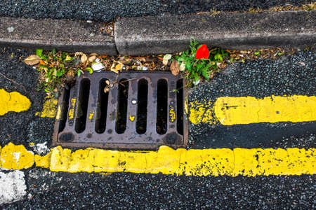 A poppy struggles to survive in a gutter in Southport, England.の写真素材