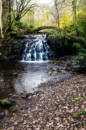 Sunnyhurst wood is an 85 acre wooded valley with Sunnyhurst Brook flowing through.の写真素材