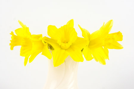 Spring daffodols against white background.の写真素材