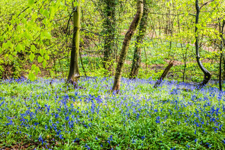 Bluebells bloom in a Lancashire wood.の写真素材