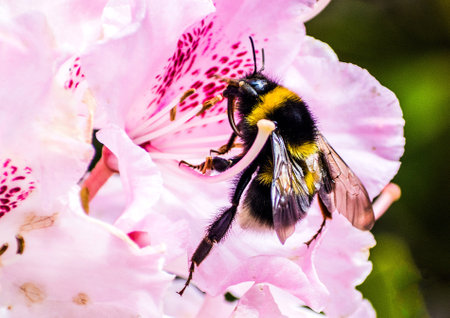 Bumblebee feeding on nectar and pollen of a rhododendron flower.の写真素材