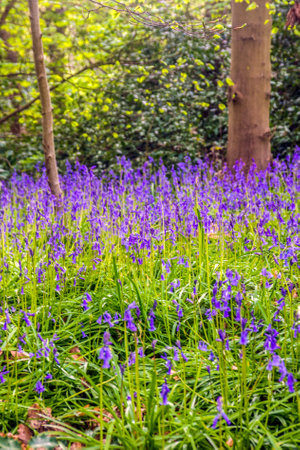 Bluebells are a wonderful sight in springtime.の写真素材