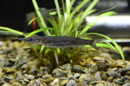 Hujeta Garの写真素材