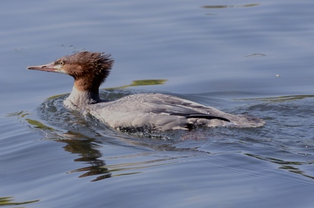 Common Merganserの写真素材