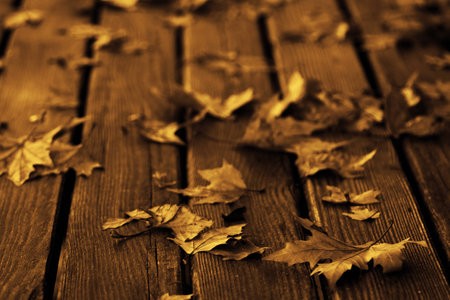 Fallen leaves greece karditsa forest on table sepia