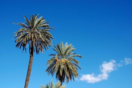 palmtrees in Lavrio, Greeceの写真素材