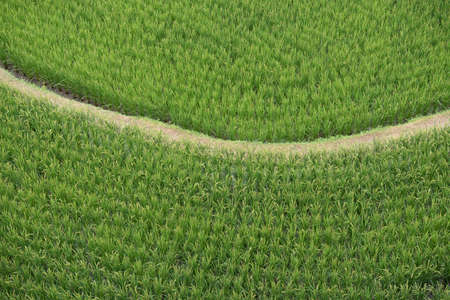 High angle view of rice field in japan