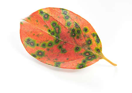 Autumn colors. Persimmon leaf isolated on white backgroundの写真素材