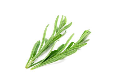 Lavender sprig isolated on white background. Aromatic evergreen shrub.の写真素材