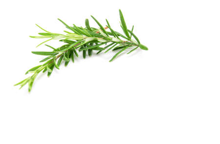 Rosemary sprig isolated on white background. Aromatic evergreen shrubの写真素材