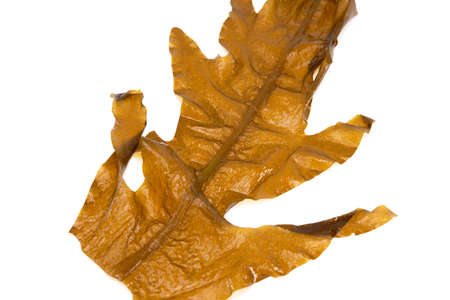 Laminaria (Kelp) Seaweed Isolated on White Background.Fresh seaweed wakame