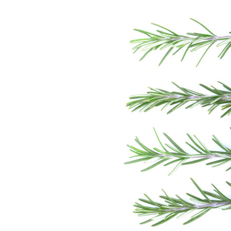 Rosemary isolated on white background. copy space. Aromatic evergreen shrubの写真素材