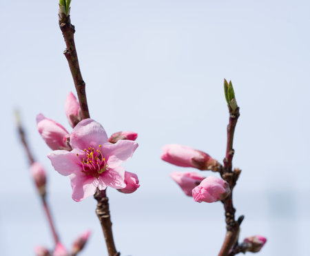 Flowering Japanese Peach Tree in Orchard. Spring Time.の写真素材