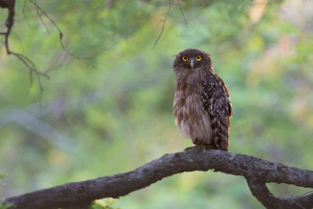 Brown Fish Owl at bandhavgarh National Park India