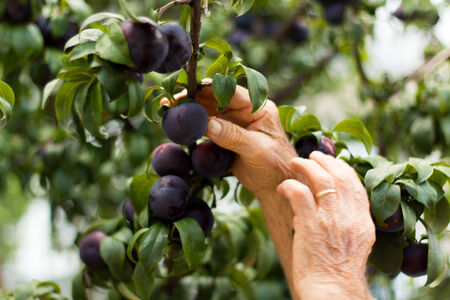 The hands of a man who collects fruitの写真素材