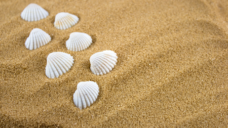 Shells on sand