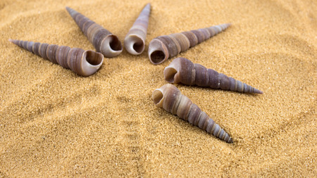 Shells on sandの写真素材