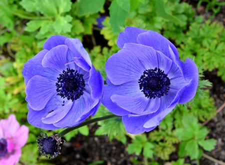 anemone flowersの写真素材