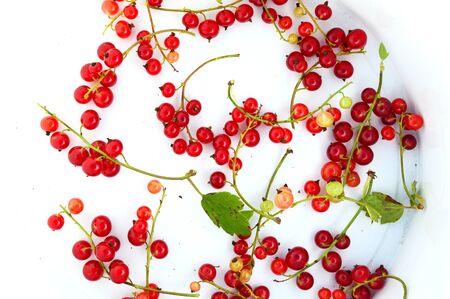 red currants on a light background.の写真素材