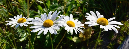 daisy garden.の写真素材